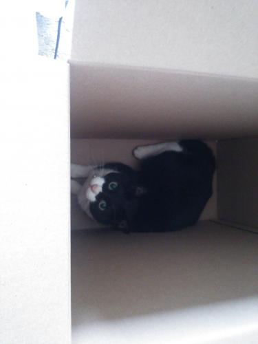 箱に入る猫