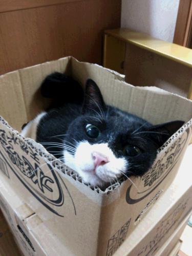 新　箱に入る猫